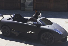 Cамые дорогие подарки, которые люди делали своим домашним животным