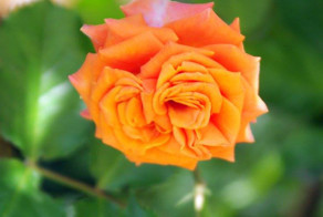 Маришкины розы