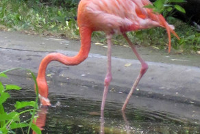 Фламинго