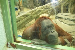 Вы думаете, что ходите смотреть на зверей?