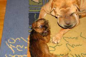 Мои собаки: шар-пей и гриффон