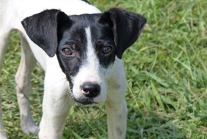 Собачья-кошачья дружба