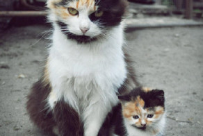 Клонов кошек видели? 