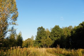 Лес во Львове