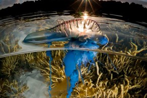 Впечатляющие снимки, сделанные одновременно над и под водой