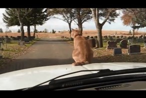Котейка экстремал!