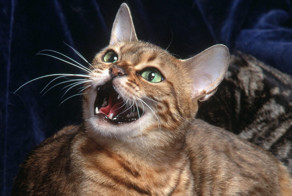 Ты понимаешь язык кошек? Вот как они говорят