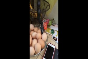 Это был самый обычный рабочий день на ферме, пока они не услышали шум на кухне 