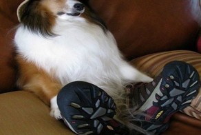 Ах уж эти забавные животные.Провинившиеся питомцы!