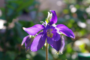 Цветы у Маришки на клумбах