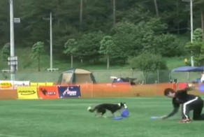 Вот это парочка! Их гибкость и быстрота реакции поражает!