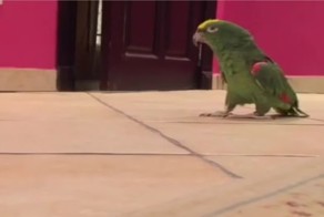 Заразительный смех попугая