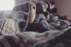 15 животных, которых абсолютно не волнует ваше мнение