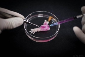 В био-реакторе впервые вырастили ногу