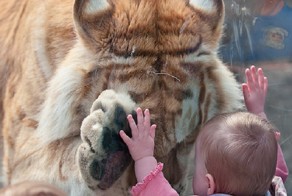 Пост про тигров