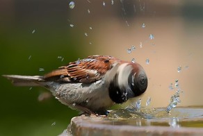Забавные фотографии животных в момент движения