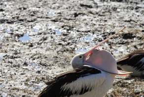 Как зевает пеликан