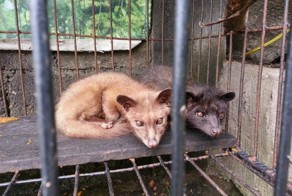 Кофе из какашек мусанги - один из самых дорогих кофе в мире