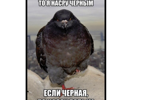 Голуби срут зеброй!!