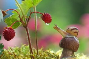 Волшебный мир грибов от Вячеслава Мищенко