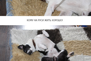 Этого пёсика зовут Шурик!