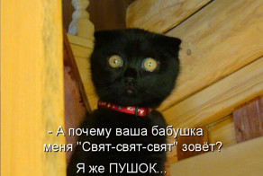 Очень добрый папа-кот