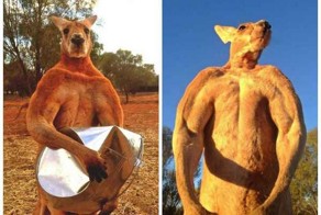 Самый крутой Роджер-кенгуру