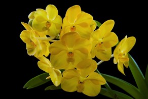 Орхидея - цветок невероятной красоты!