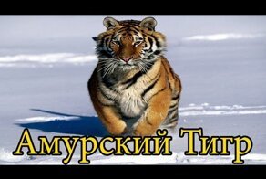 Продолжение Поста про Тигров.Амурский Тигр.