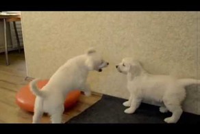 Приключения Шарика и Ко. Новый дом