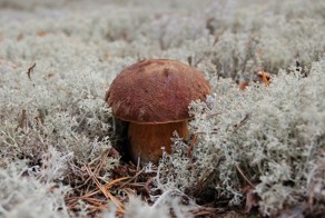 Тихая охота в лесной глуши