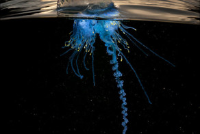 На границе миров: полуподводные фотографии Мэтти Смита