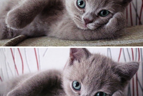 Животные, которые очень любят позировать перед фотокамерой