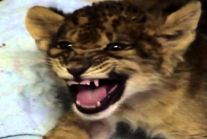 Очаровательный львенок пытается рычать как взрослый лев