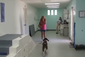 Хозяйка увидела, что её парализованный пёс может ходить