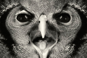 Выразительные портреты животных, раскрывающие всю палитру "человеческих" эмоций