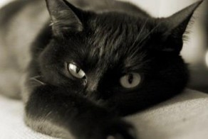 Кот &quot;Усатый нянь&quot;