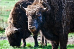 Мощный и красивый Беловежский ЗУБР