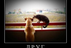 Если друг появился вдруг