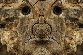 Лица деревьев