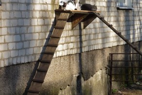 Лестницы для кошек: изобретения любящих хозяев