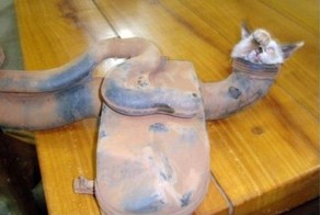 Котейку чудом спасли (5 фото)