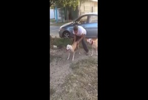 Питбуль показывает удивительный прыжок