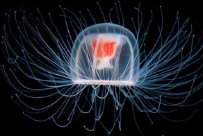 Бессмертное существо обнаружено!