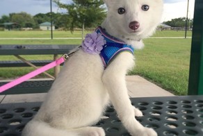 Очаровательная лисичка по кличке Рилай подросла