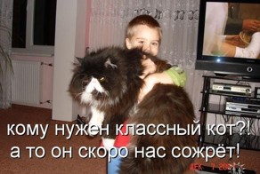 Рассказ про кота-обжору