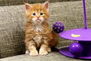 Котята Мейн Кунов. Адриано.