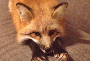 Лисы как домашние питомцы