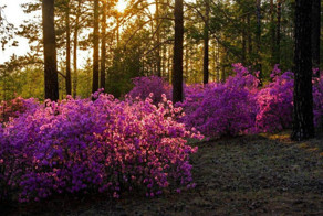 Красота природы.  Забайкальский багульник