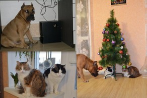 Кошки и собака мирно уживаются в нашем доме